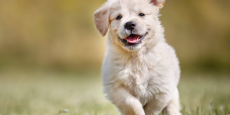 bebe-chien-bloblog le blog des animaux domestique