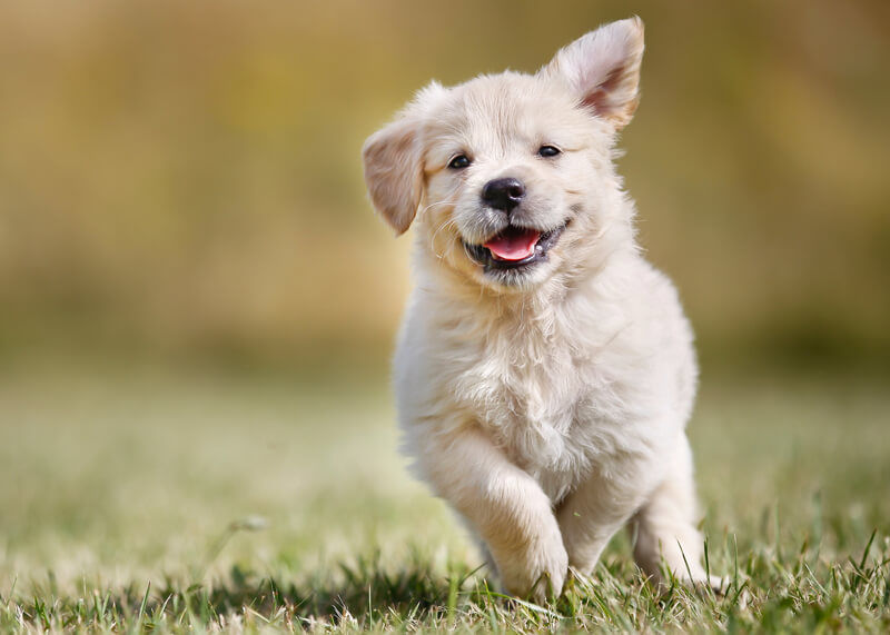 Le Chiot A L Ecole Mimiques Faciales Handicape De La Communication