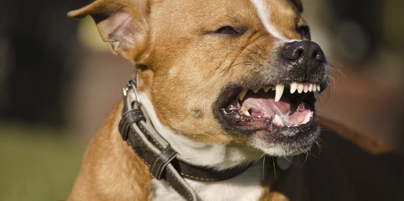 le blog des animaux domestique