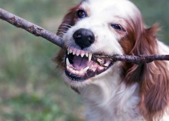 le blog des animaux domestique