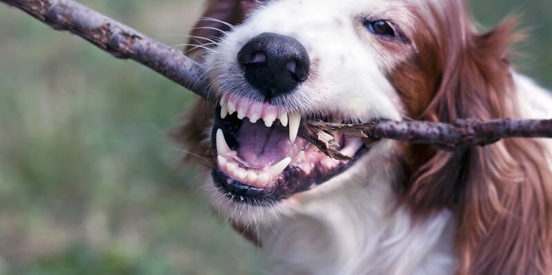 le blog des animaux domestique