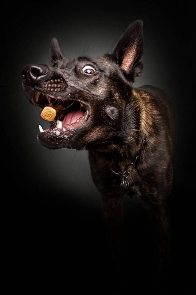 le blog des animaux domestique