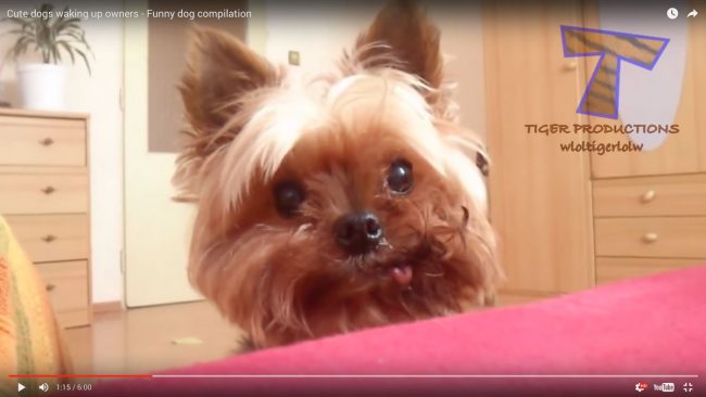 Vidéo comique de gens réveillés par leur chien