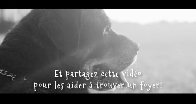 Promenade de chien à Bruxelles, Dog Walking, Cat Sitting