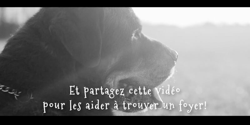 Promenade de chien à Bruxelles, Dog Walking, Cat Sitting