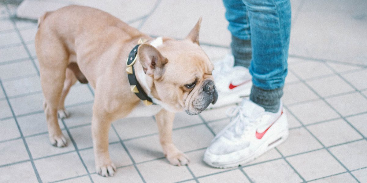 Les animaux domestiques et le relation avec le maître