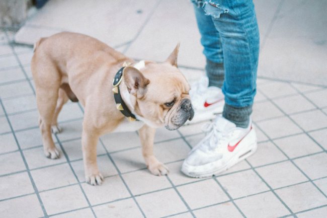 Les animaux domestiques et le relation avec le maître