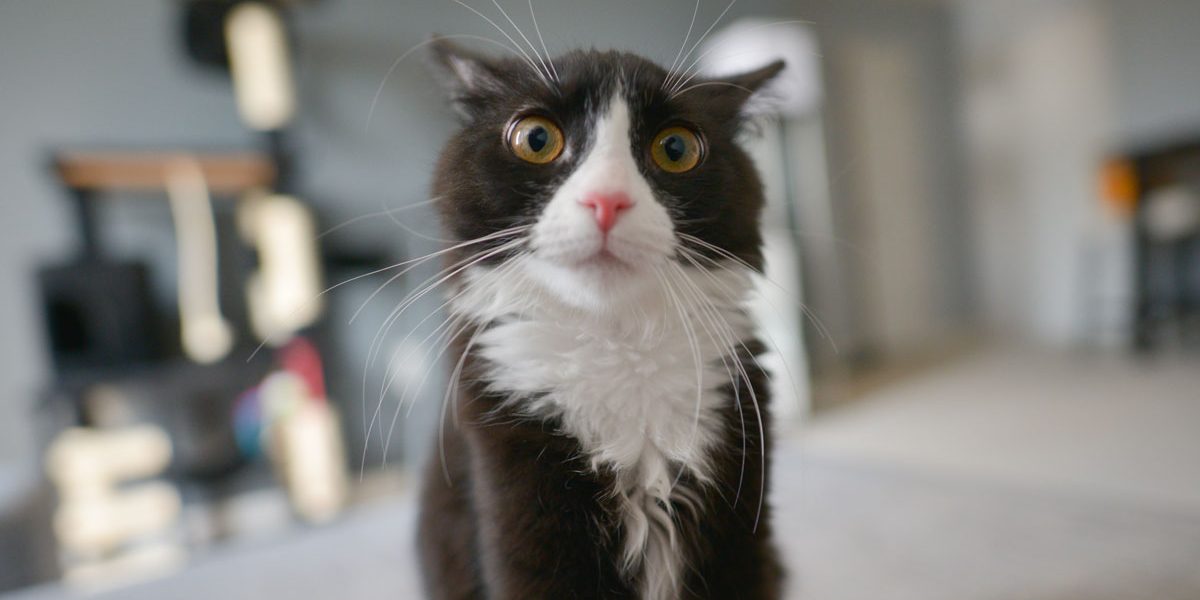 Séparer l’animal de son maître, conseils Séparer l'animal de son maître, conseils