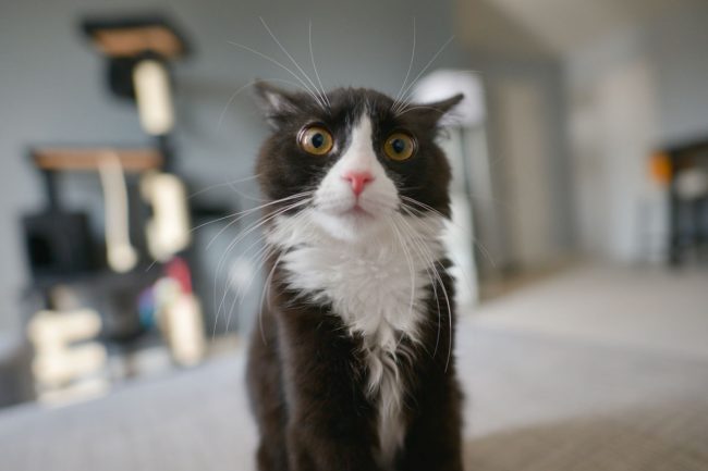 Séparer l'animal de son maître, conseils