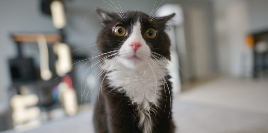 Séparer l'animal de son maître, conseils