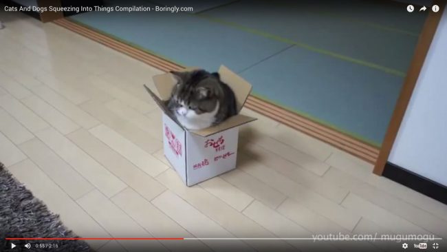 Les vidéos les plus marrantes de chat Les vidéos les plus marrantes de chat