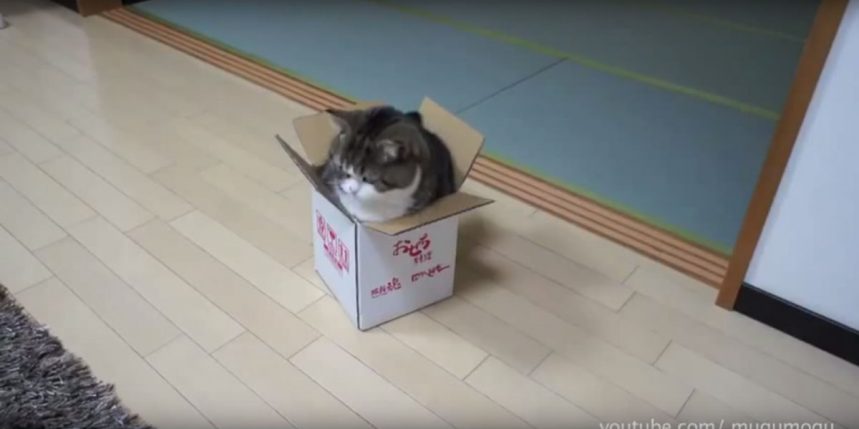 Les vidéos les plus marrantes de chat