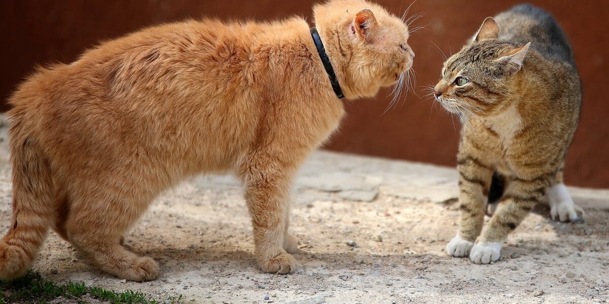 le blog des animaux domestique