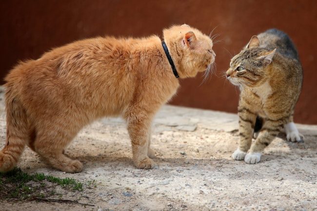 chats-compagnons le blog des animaux domestique