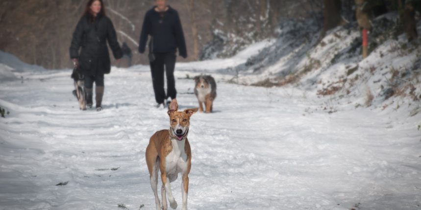 Obtenir de l'aide pour éduquer son animal de compagnie - Joel Dehasse
