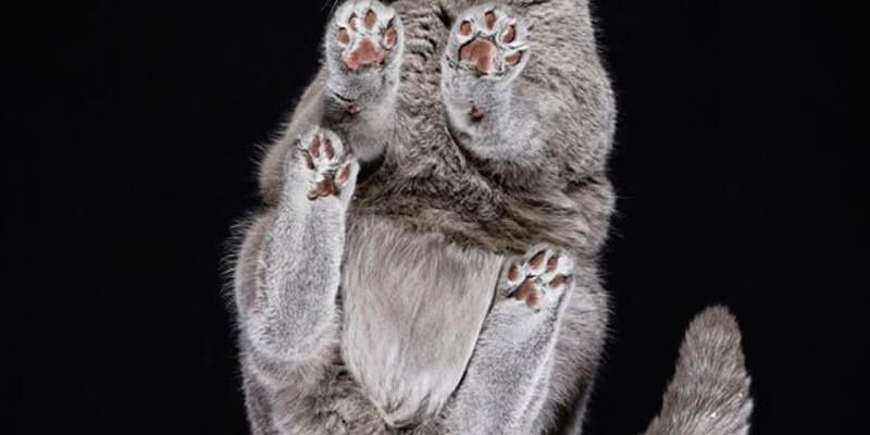 le blog des animaux domestique