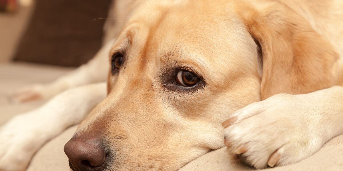 le blog des animaux domestique