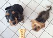 le blog des animaux domestique