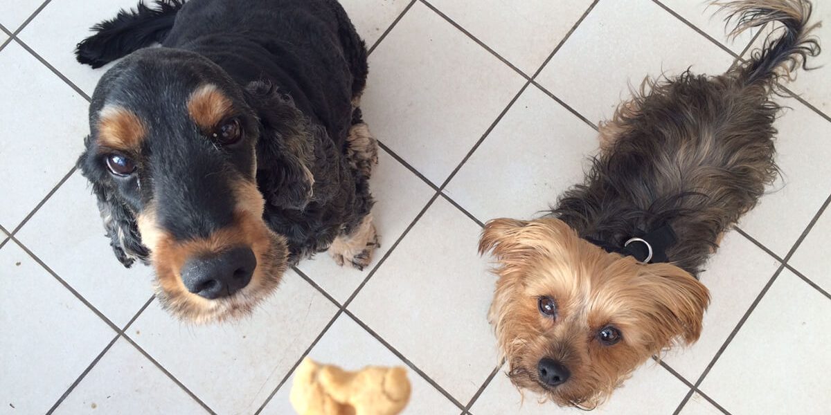 le blog des animaux domestique