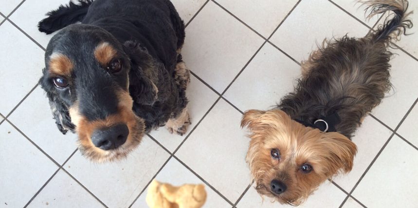 le blog des animaux domestique