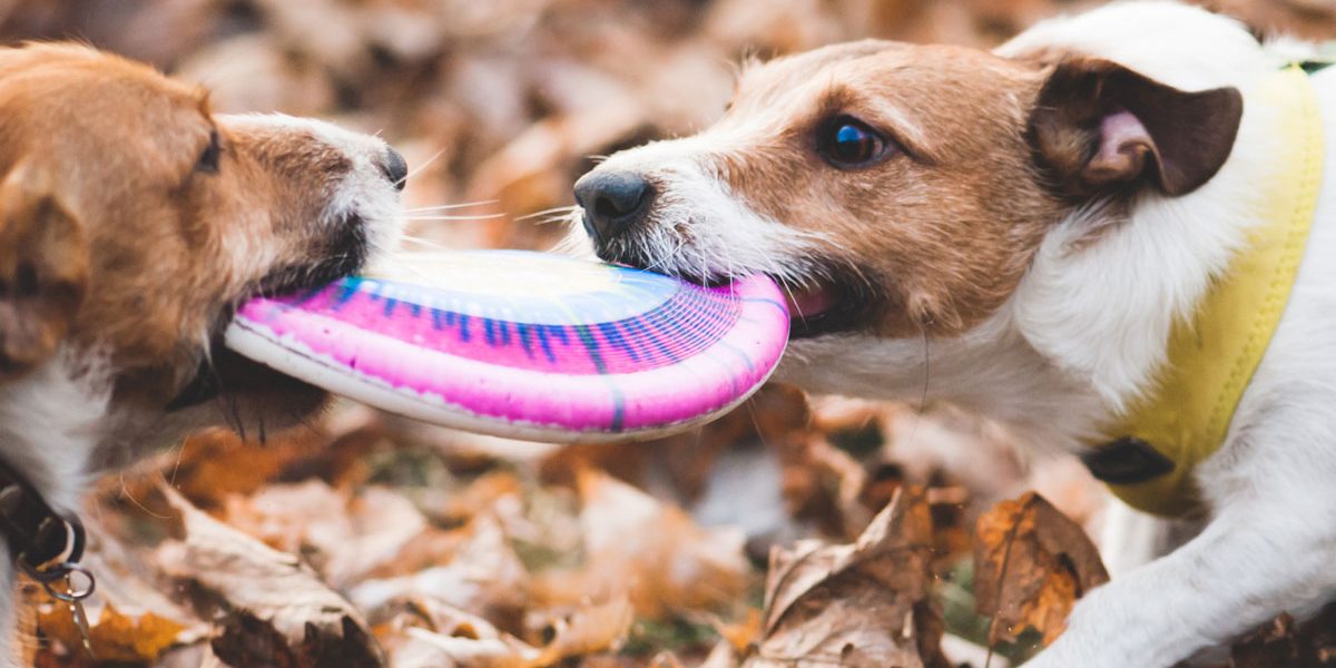 Discdog : comment apprendre le frisbee à mon chien ? - Blog