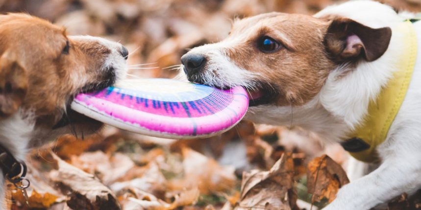 L'agressivité chez les chiens