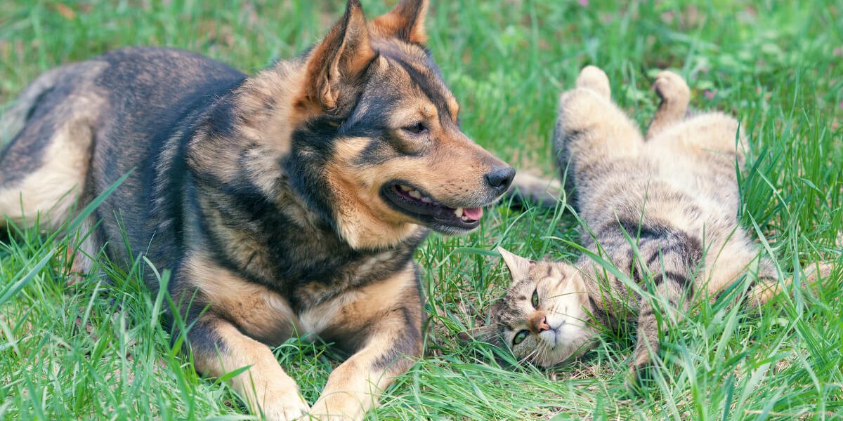 chats-chiens-propre-malpropre le blog des animaux domestique