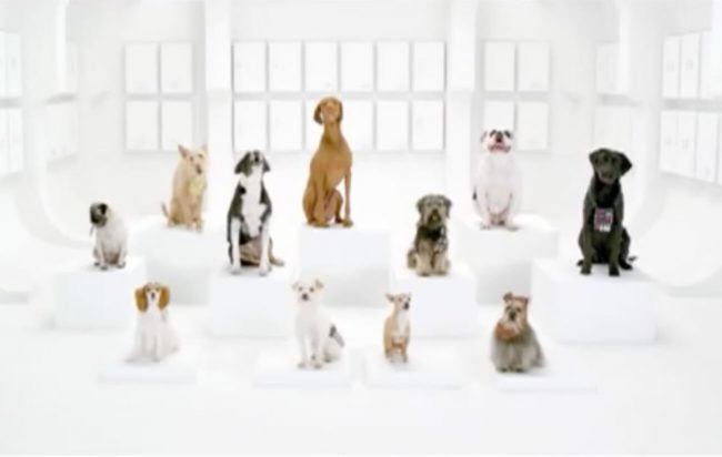 chien starwars bloblog