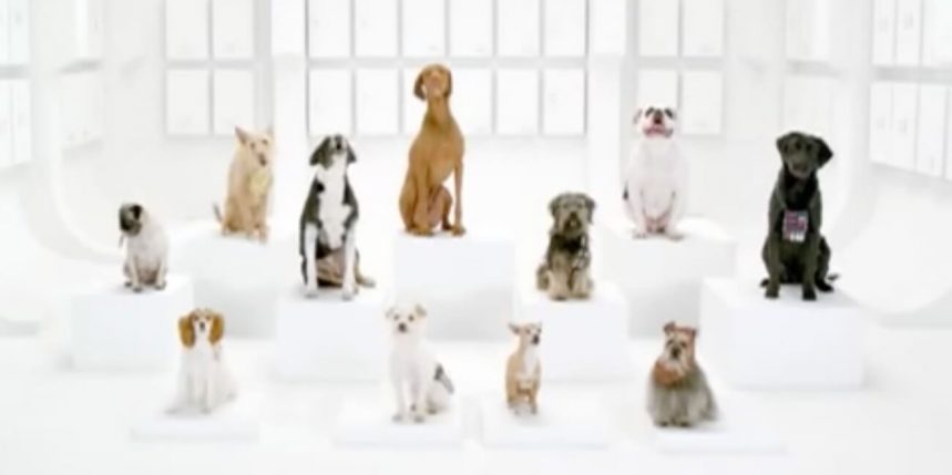 chien starwars bloblog