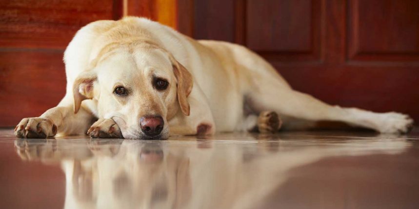 un labrador triste