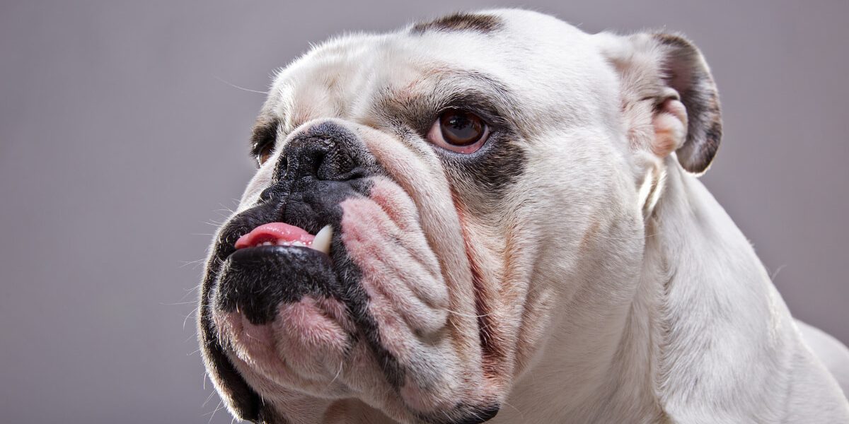 le blog des animaux domestique