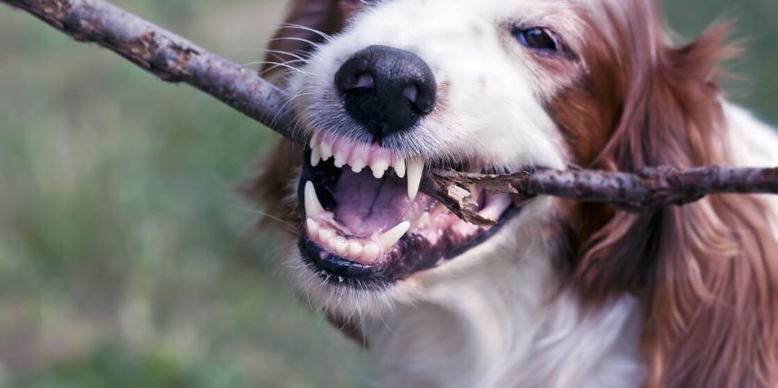 le blog des animaux domestique