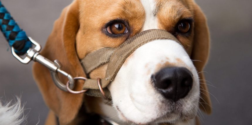 un chien qui aboie sur le bloblog