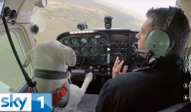 un chien pilote sur le bloblog