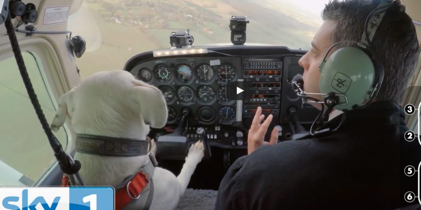 un chien pilote sur le bloblog