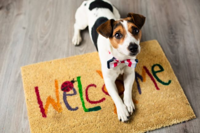 chiens-autres-animaux le blog des animaux domestique