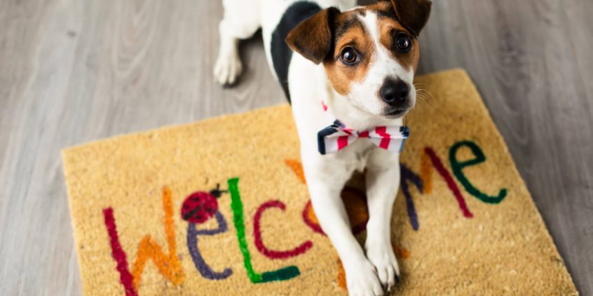 le blog des animaux domestique