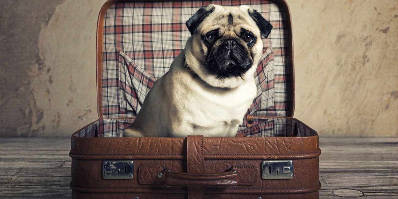 comportement-chien-et-chat