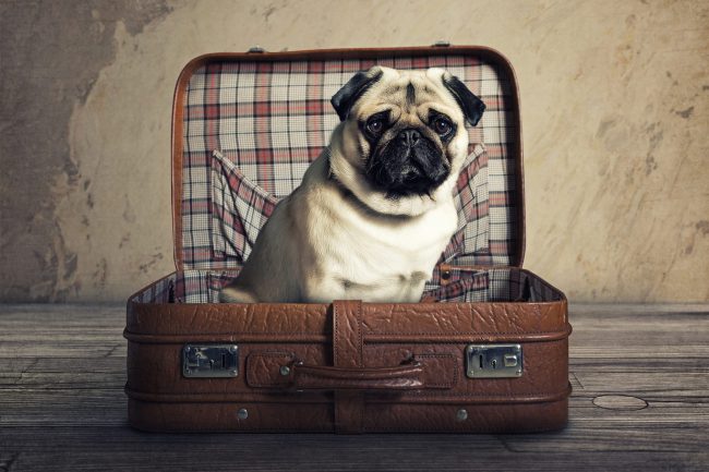 comportement-chien-et-chat comportement-chien-et-chat