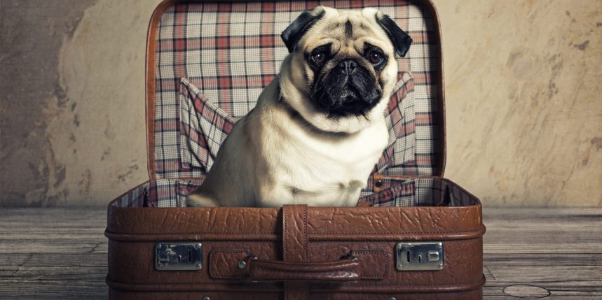 comportement-chien-et-chat