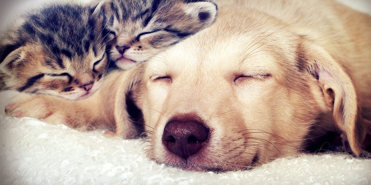 insomine-chez-les-animaux le sommeil chez les animaux domestique