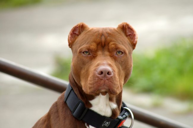 pitbull-5 pitbull sur le bloblog
