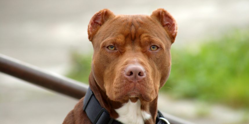 pitbull sur le bloblog