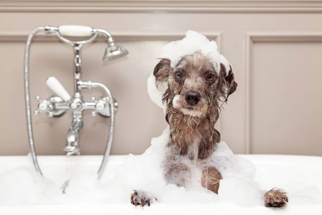 La propreté des animaux domestiques – Chien La propreté des animaux domestiques - Chien