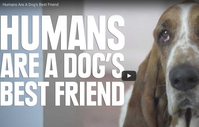 purina sur le bloblog