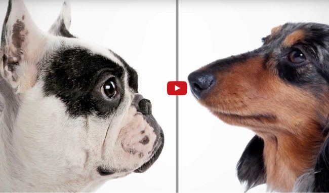 royal canin sur le bloblog