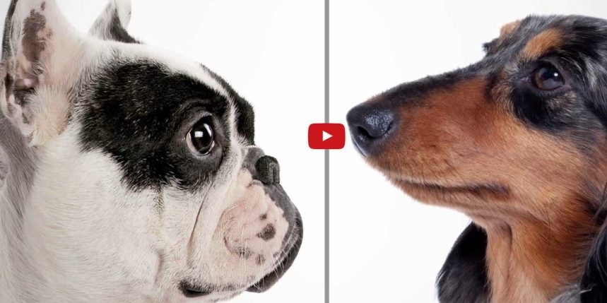 royal canin sur le bloblog