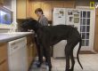 le plus grand chien du monde