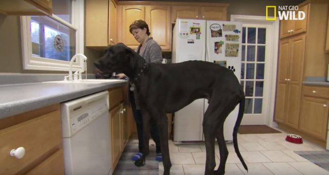 le plus grand chien du monde