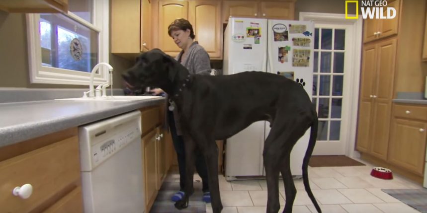 le plus grand chien du monde